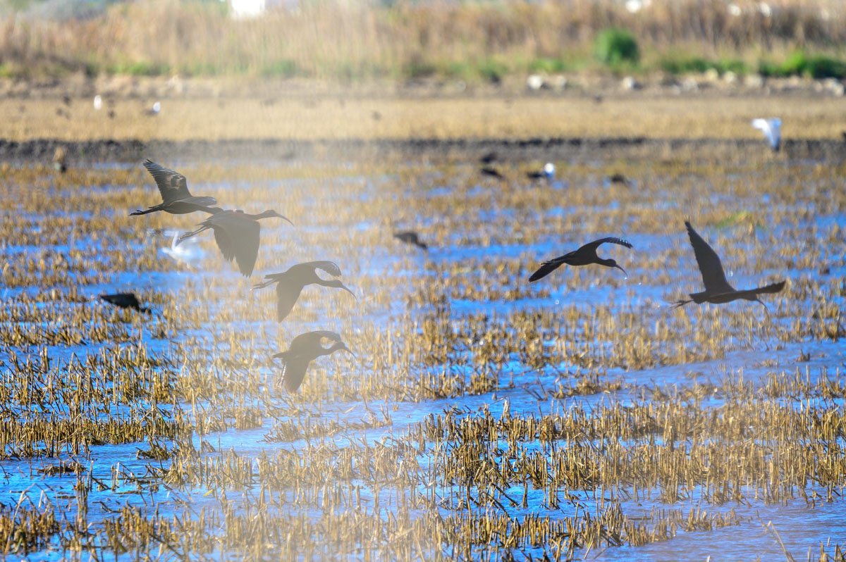 ByFoekema 260217 DSC5607